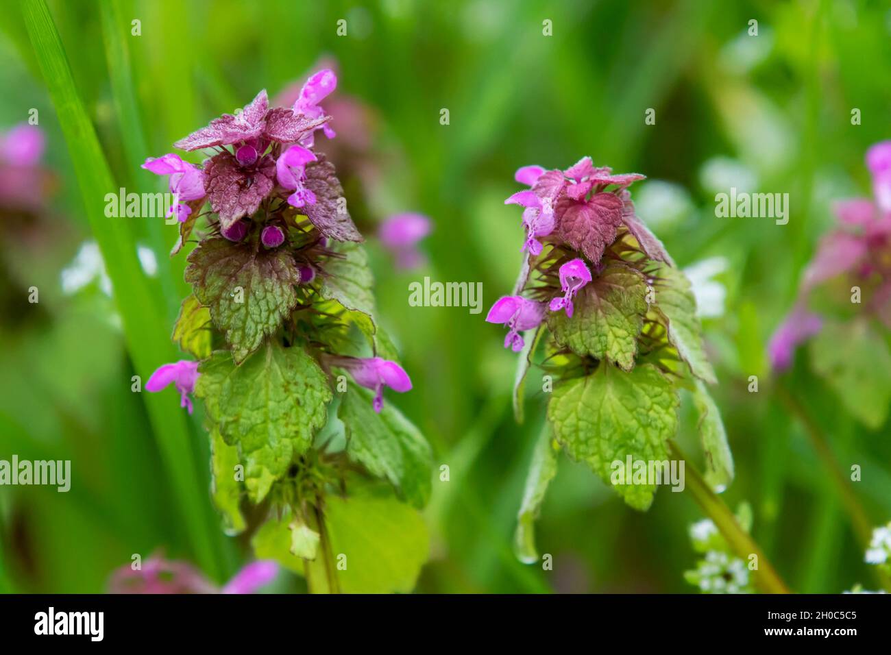 Red Dead-nettle (Lamium purpureum) In bloom in spring in a forest path, Belleville communal forest, Lorraine, France Stock Photo