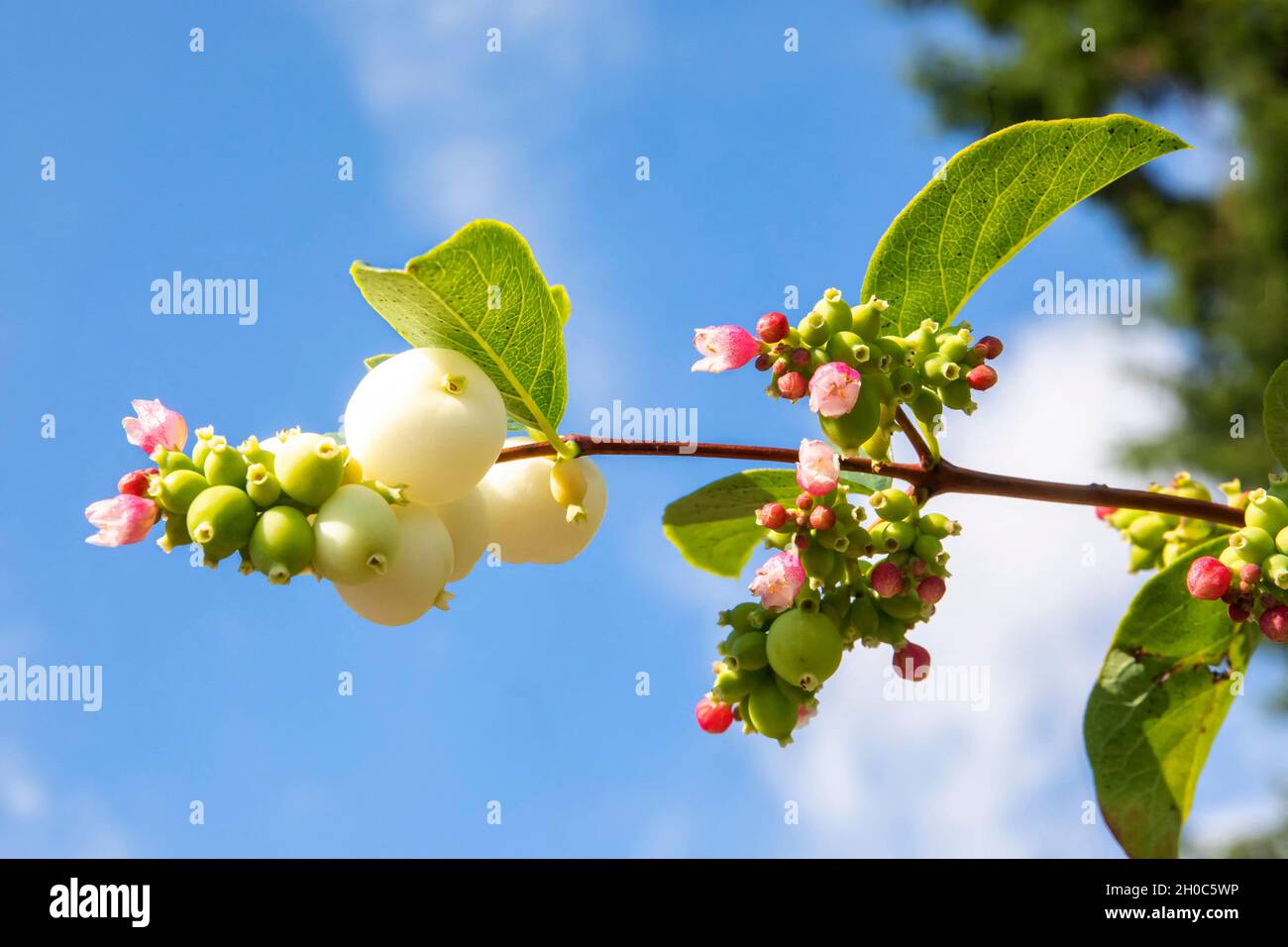 Common snowberry (Symphoricarpos albus), Invasive alien species. Detail of flowers and berries in summer, Lorraine countryside, France Stock Photo