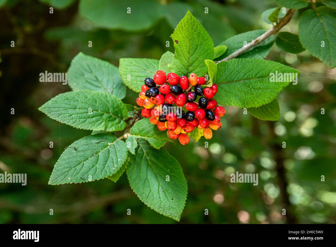 Wayfaring Tree (Viburnum lantana) Detail of berries in summer in a