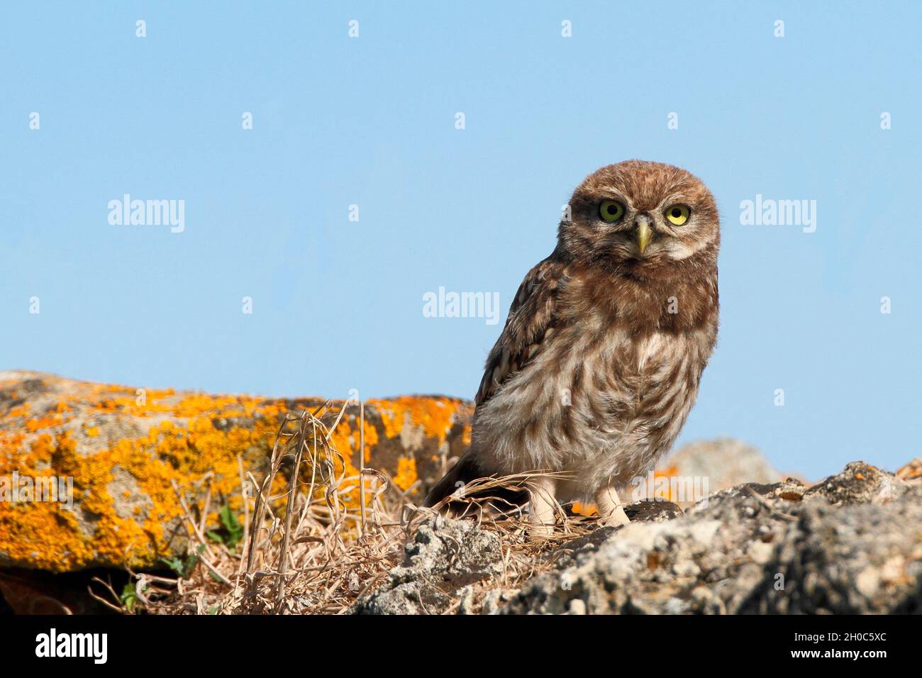 Little Owl (Athene noctua) juvenile on a low wall against a blue sky, Vendee, France Stock Photo