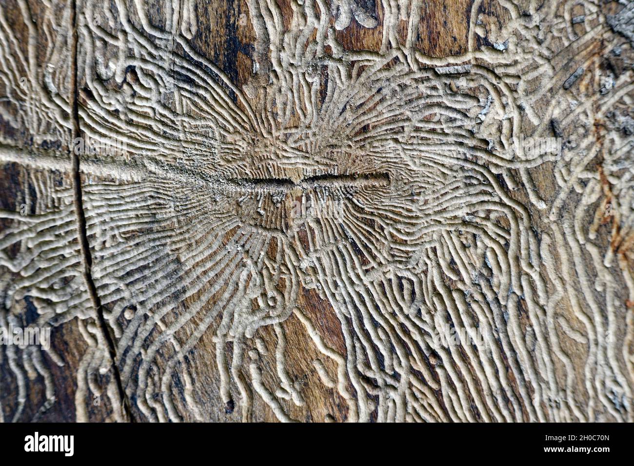 Galleries of European Spruce Bark Beetle (Ips typographus), wood pest, France Stock Photo