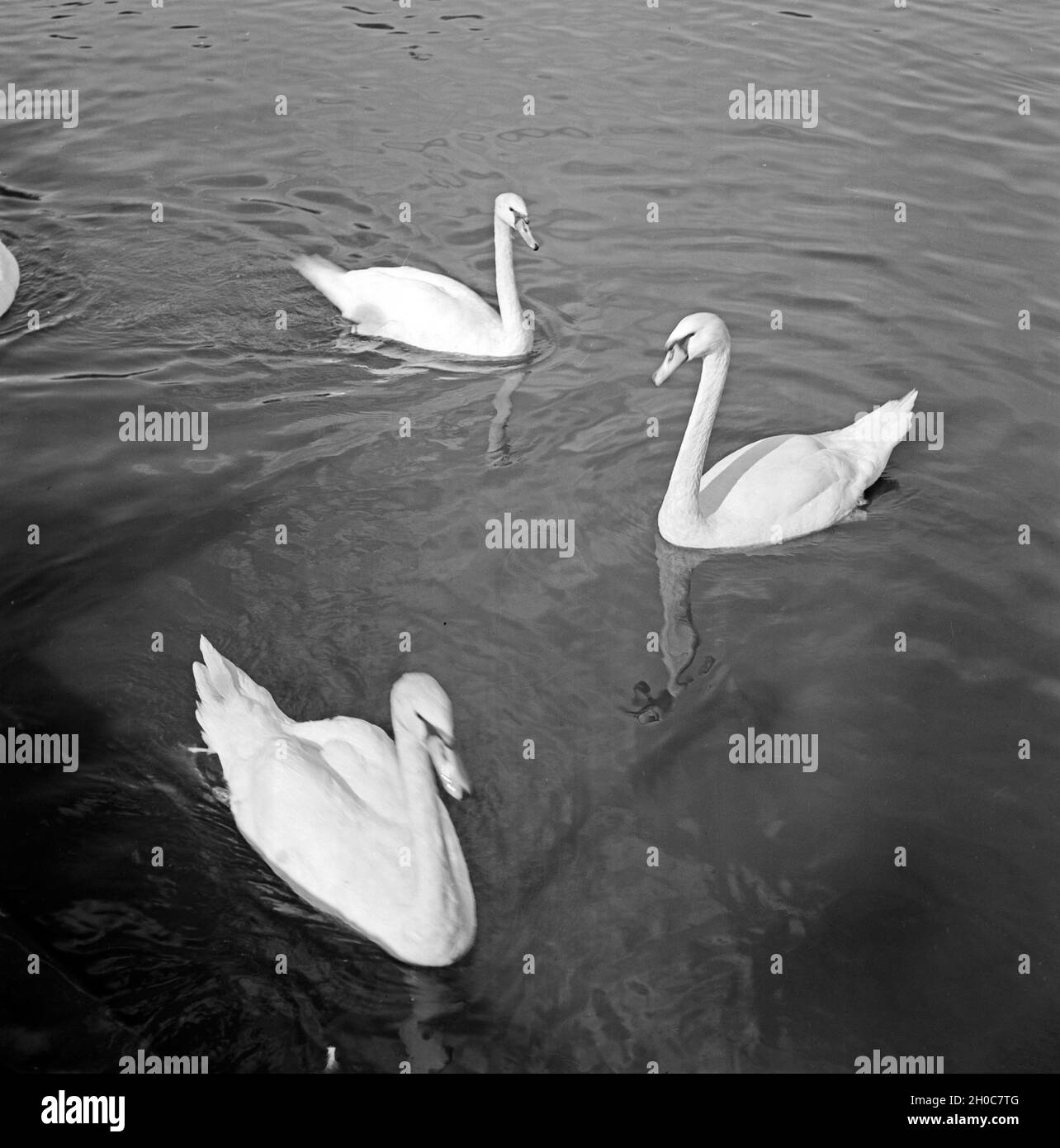 Schwäne schwimmen auf dem Adolf Mittag See in Magdeburg, Deutschland 1930er Jahre. Swans