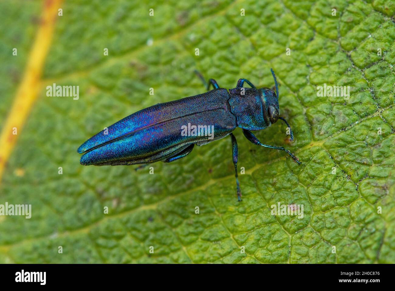 Beech splendour beetle (Agrilus viridis), Fontaine la Mallet, Normandy