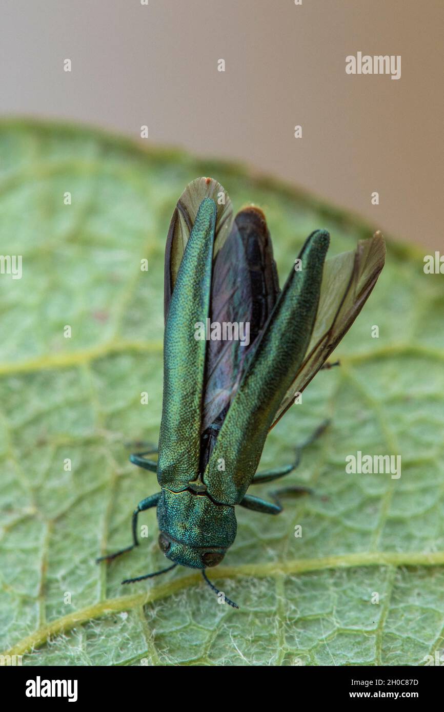 Beech splendour beetle (Agrilus viridis), Fontaine la Mallet, Normandy