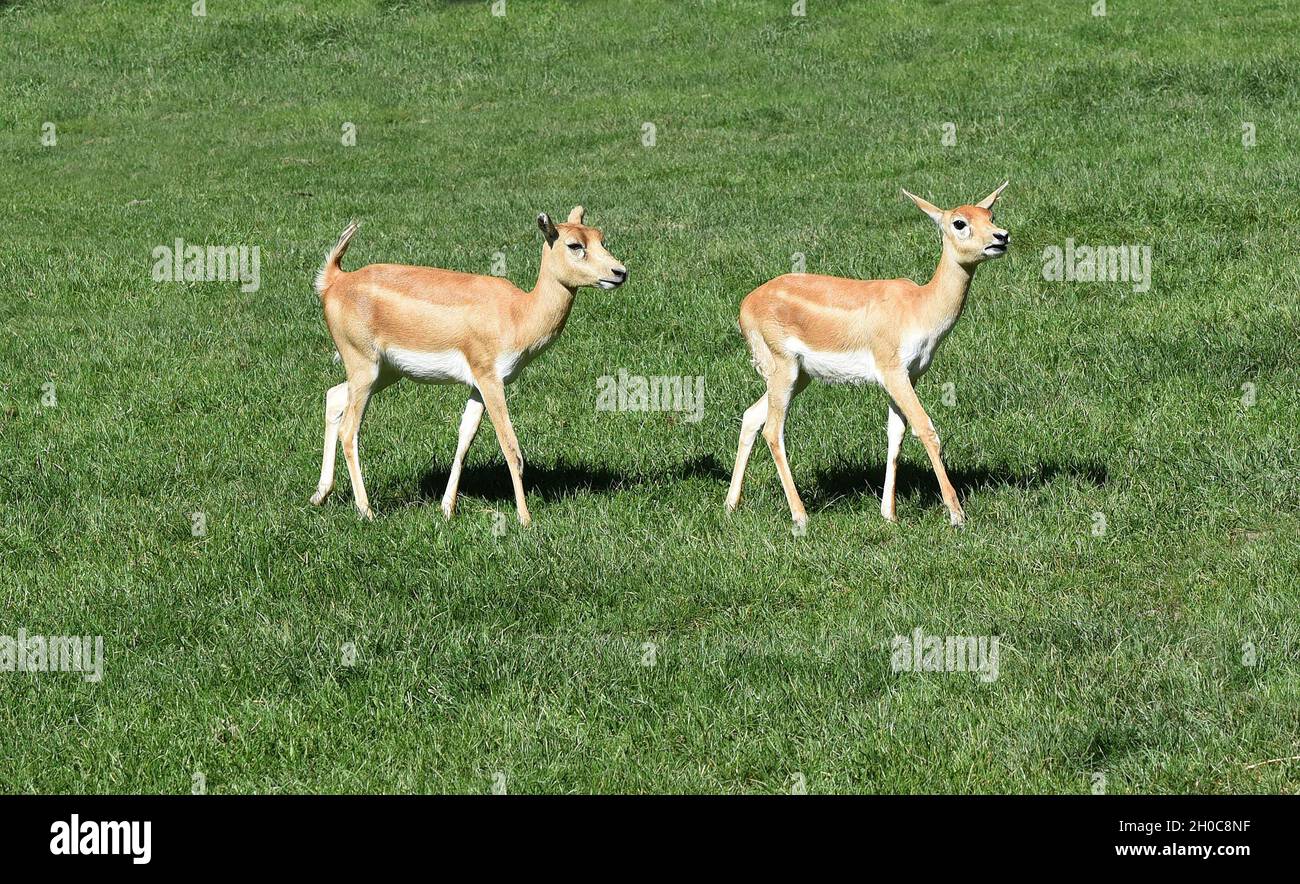 Hirschziegenantilope, Mammalia Ruminantia, ist eine Antilopenart in   Asien. Deer goat antelope, Mammalia ruminantia, is a species of antelope found i Stock Photo