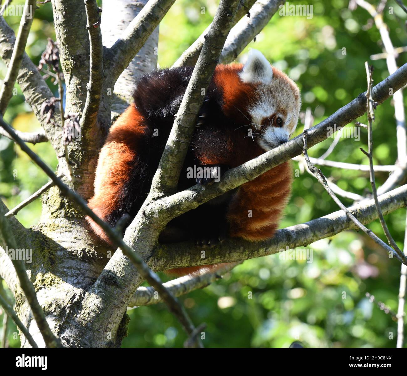 Kleiner Panda Ailurus Fulgens Auch Katzenbaer Genannt Ist Eine Seltene