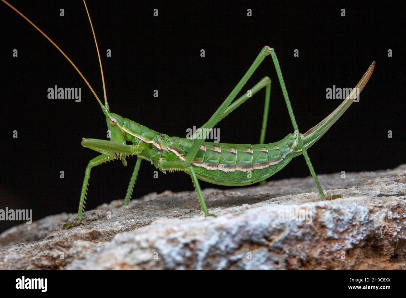 Predatory Bush Cricket (Saga pedo) on black background, Saint-Jean-de-Bueges, Herault, France. Stock Photo