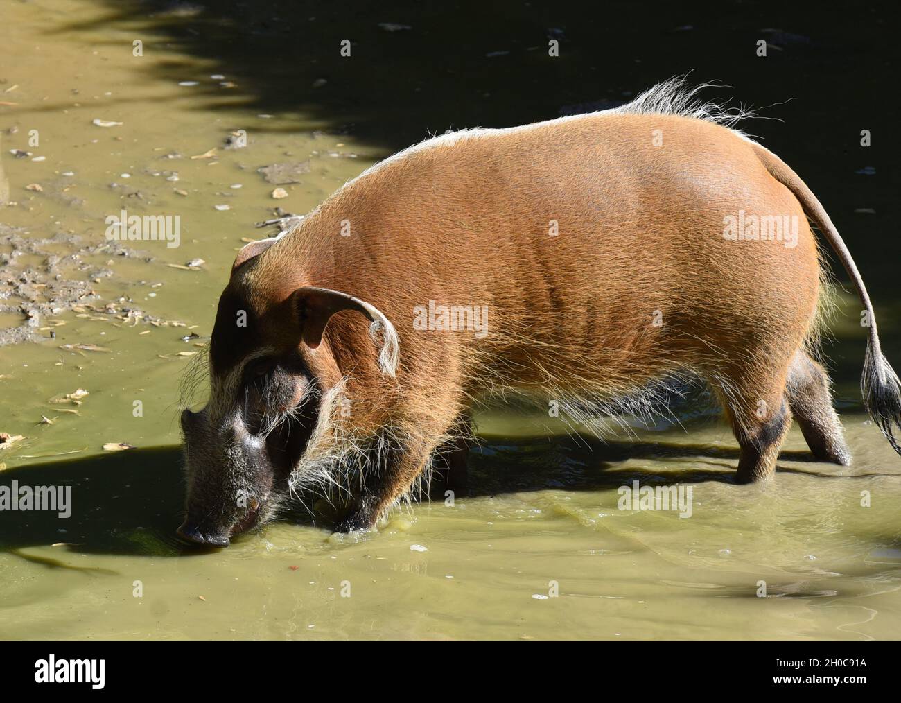 Brush ear pig hi-res stock photography and images - Alamy