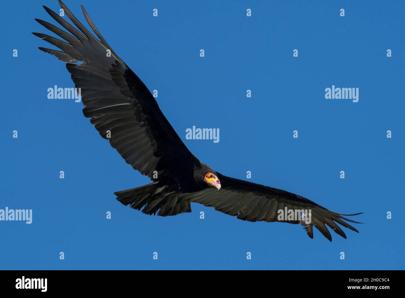 Lesser Yellow-headed Vulture (Cathartes burrovianus) in flight, Pantanal, Mato Grosso, Brazil. Stock Photo