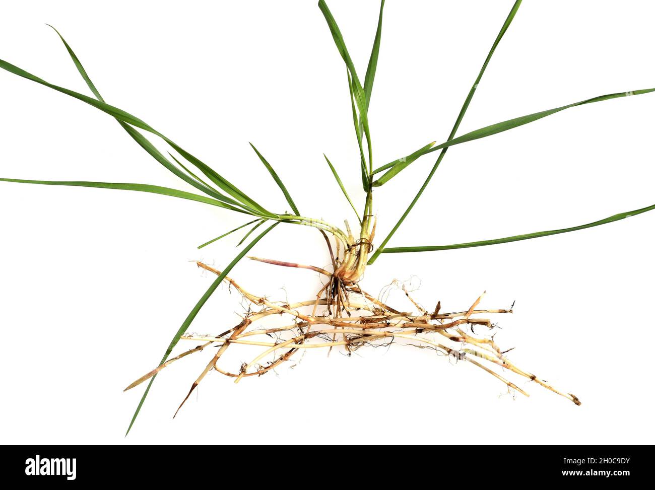 Quecke, Agropyron repens ist eine wichtige Heil- und Arzneipflanze. Quecke  ist ein Gras und Unkraut. Couch, Agropyron repens, is an important medicin  Stock Photo - Alamy