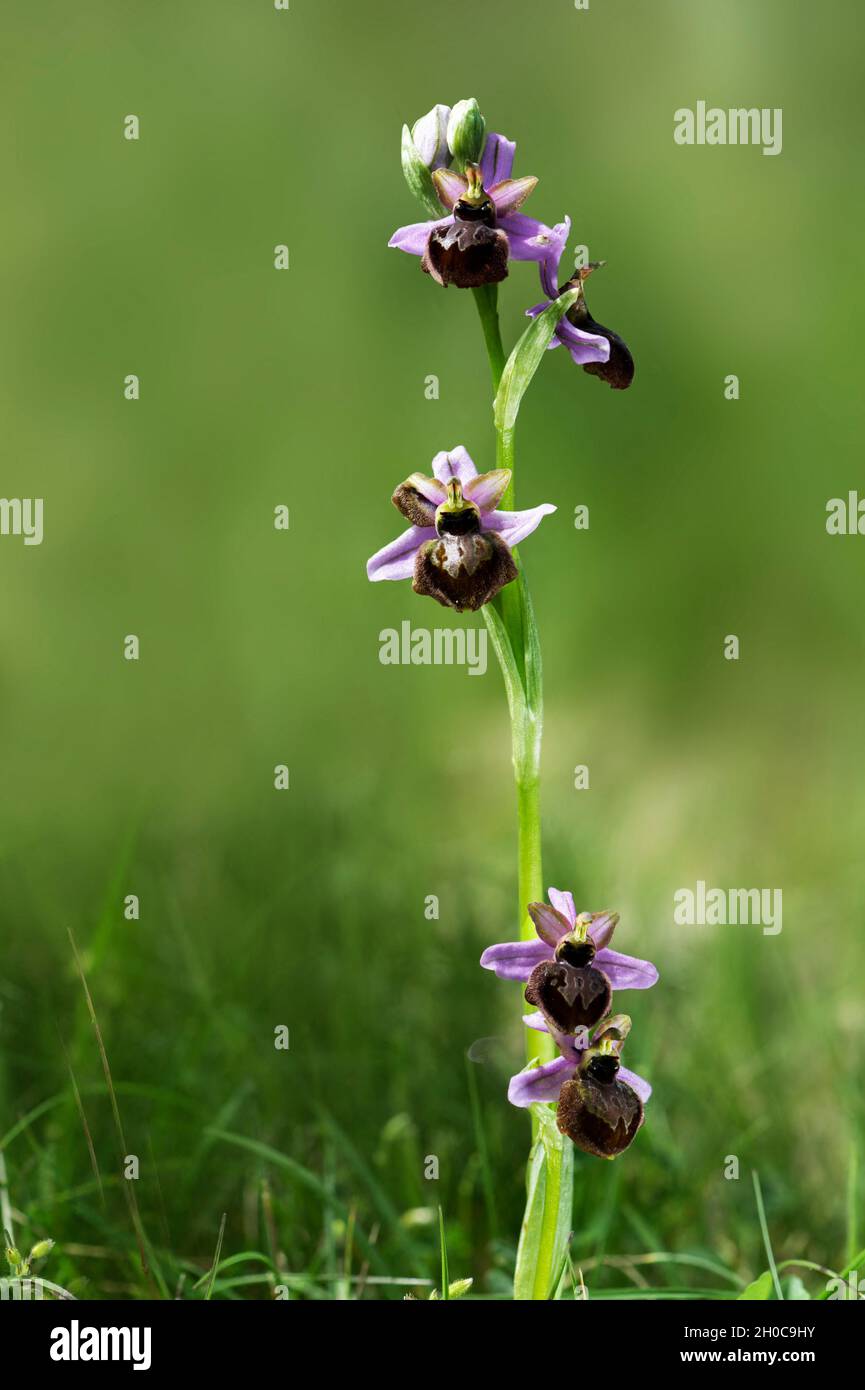 Aveyron Ophrys (Ophrys aveyronensis) in bloom, Grands Causses, Massif Central, France Stock Photo