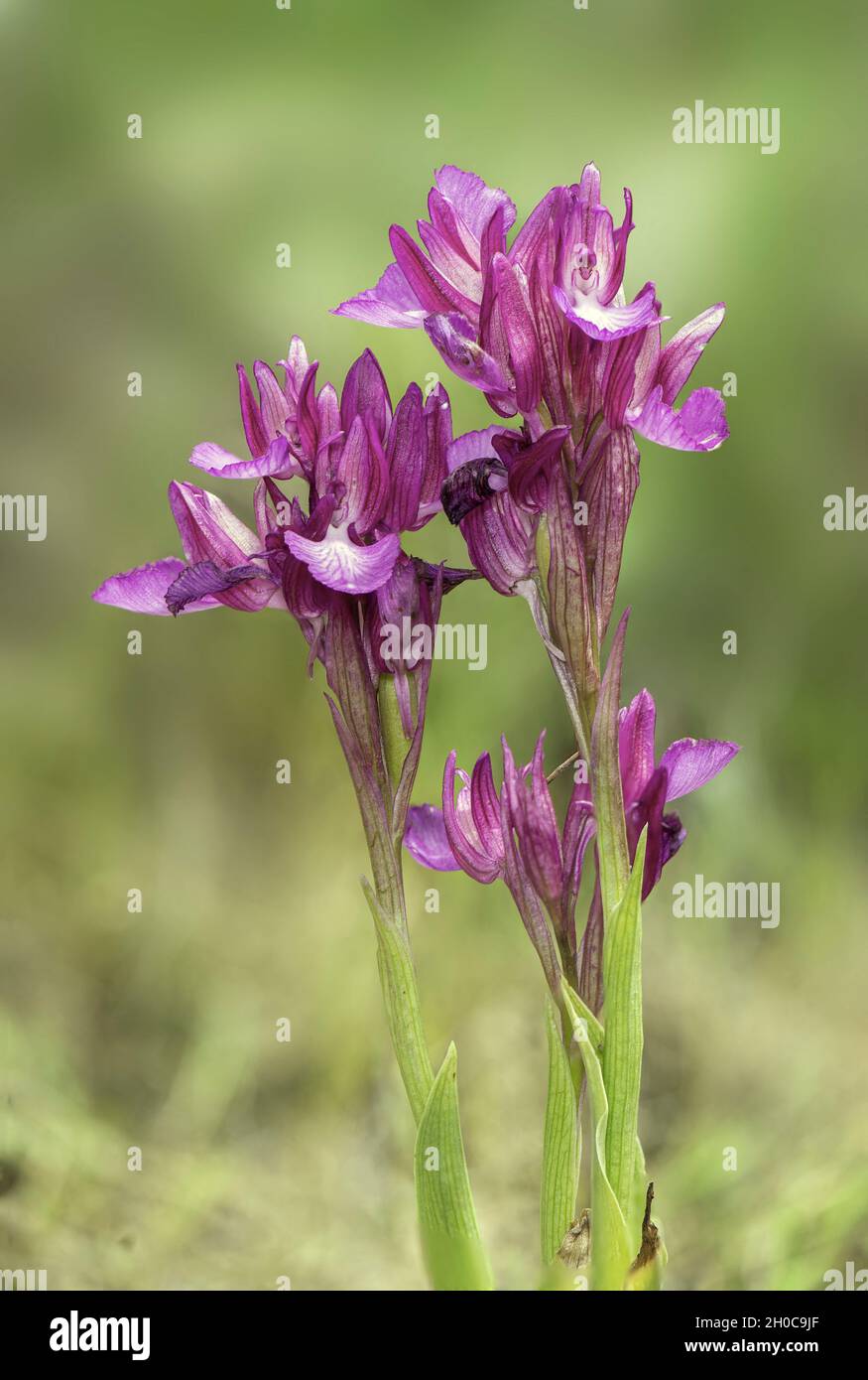 Butterfly Orchid (Anacamptis papilionacea) in bloom, Grands Causses, Massif Central, France Stock Photo