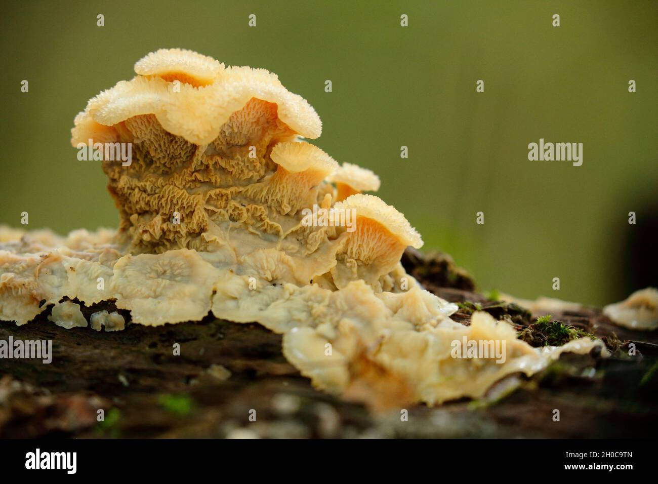 Jelly Rot (Merulius tremellosus), Alsace, France Stock Photo