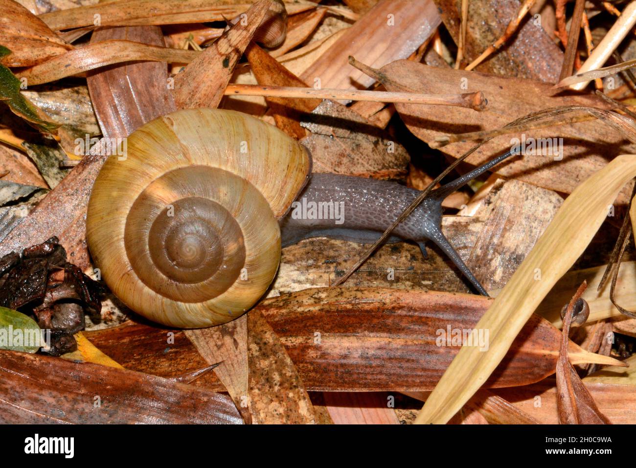 Zonites Snail (Zonites algirus), Herault, France Stock Photo