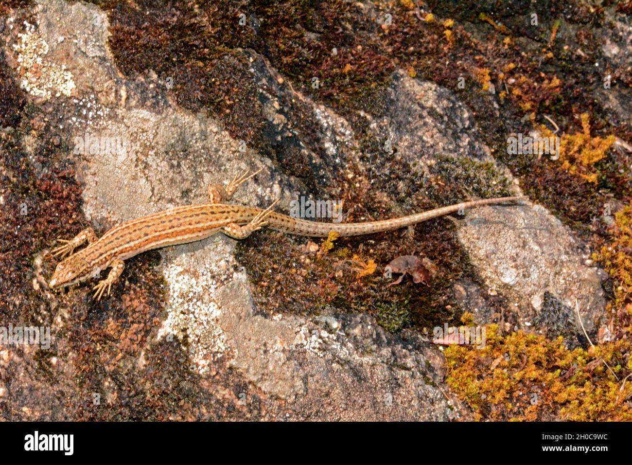 Iberian Wall Lizard (Podarcis hispanica) on rock, Insolation, Ardeche, France Stock Photo