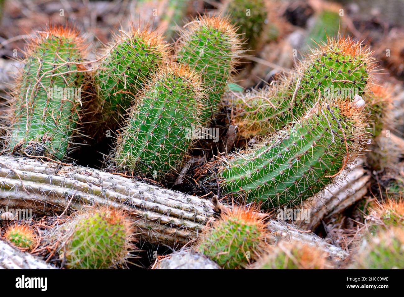 Cactus (Echinopsis huascha), Argentina Stock Photo