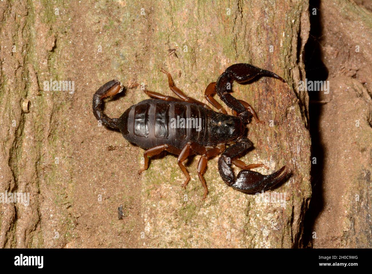 European yellow tailed scorpion (Tetratrichobothrius flavicaudis) on rock, Port Cros, France Stock Photo