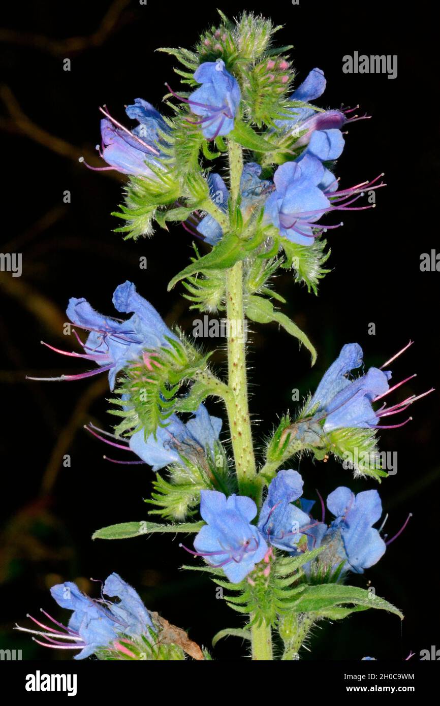 Blueweed (Echium vulgare) flowers, Dordogne, France Stock Photo