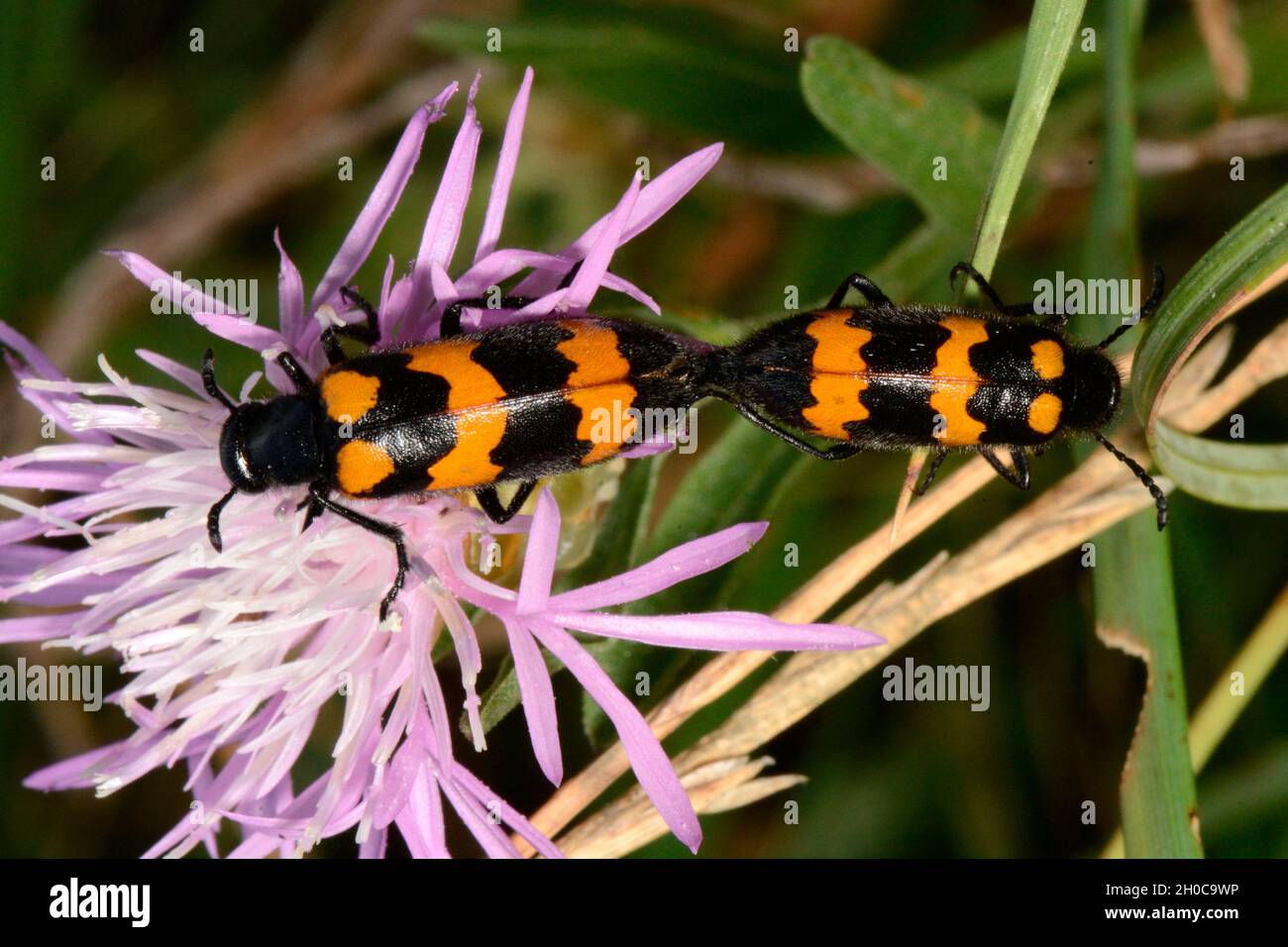 Blister beetle (Mylabris variabilis) mating, Herault, France Stock Photo