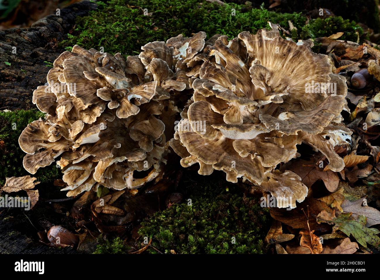 Polyporus frondosus hi-res stock photography and images - Alamy