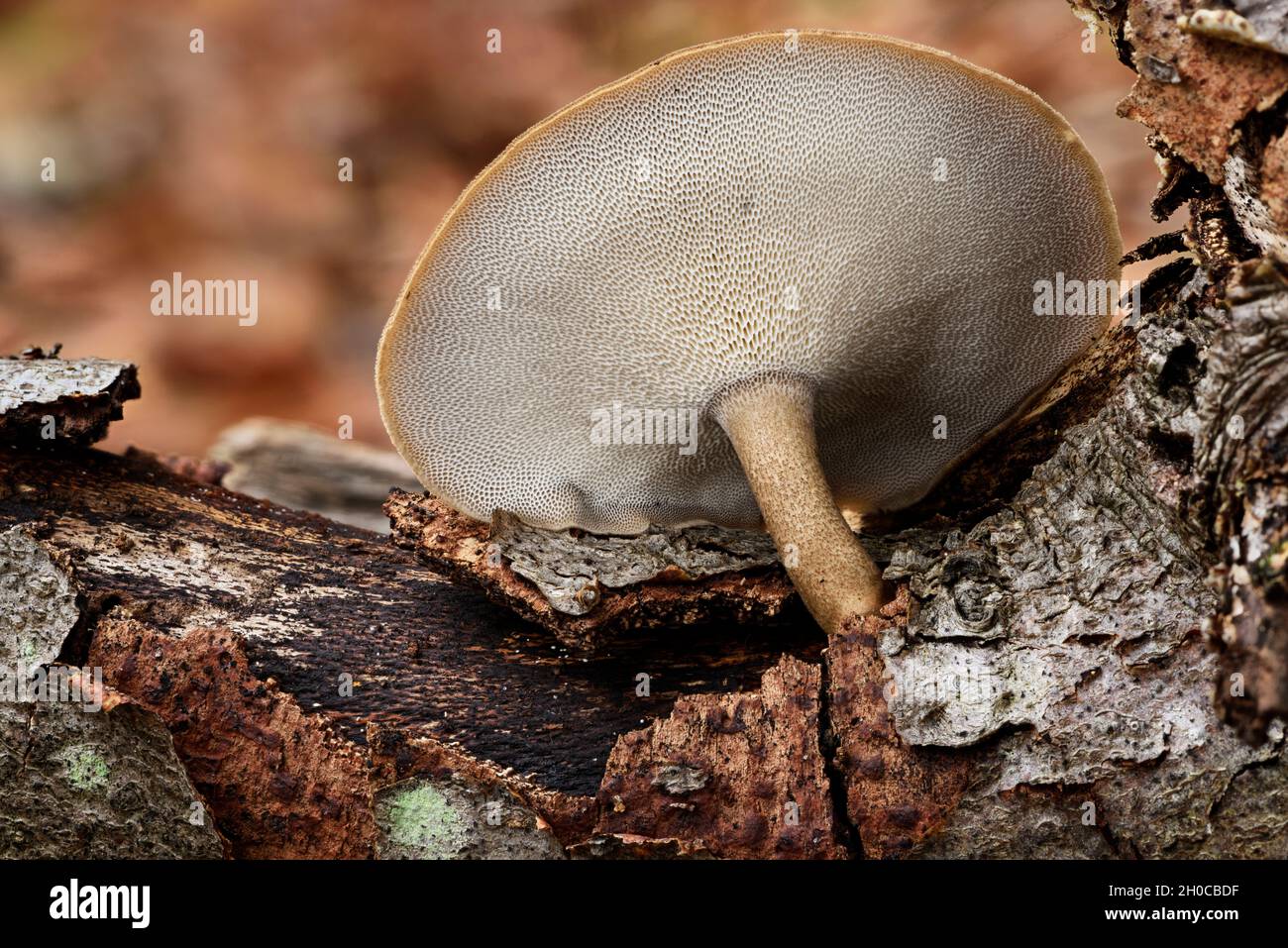 Fringed polypore (Lentinus substrictus) on wood, Coye Forest, Ile-de-France, France Stock Photo