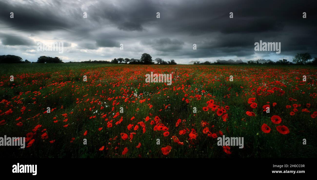 Poppy (Papaver rhoeas) fields before the storm, Manche, Normandy, France Stock Photo
