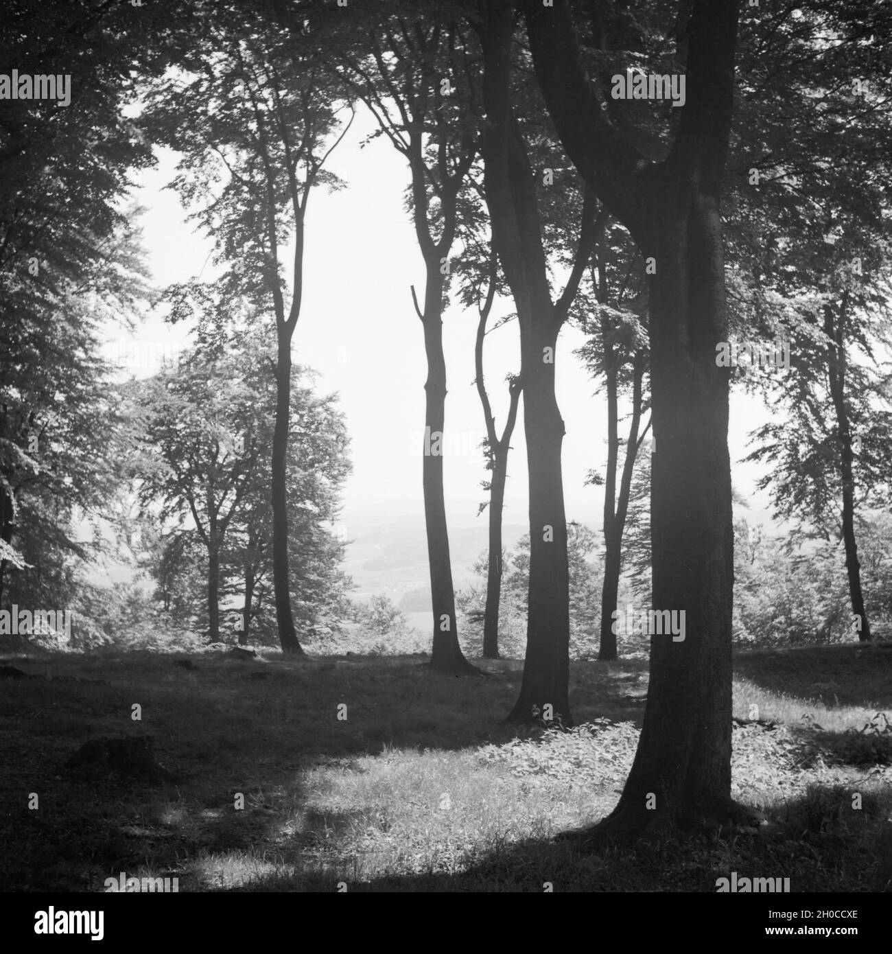 Wald in der Nähe vom Hermannsdenkmal in der Nähe von Hiddesen bei Detmold, Deutschland 1930er Jahre. At the forest aroun dthe Hermann monument next to Hiddesen near Detmold, Germany 1930s. Stock Photo