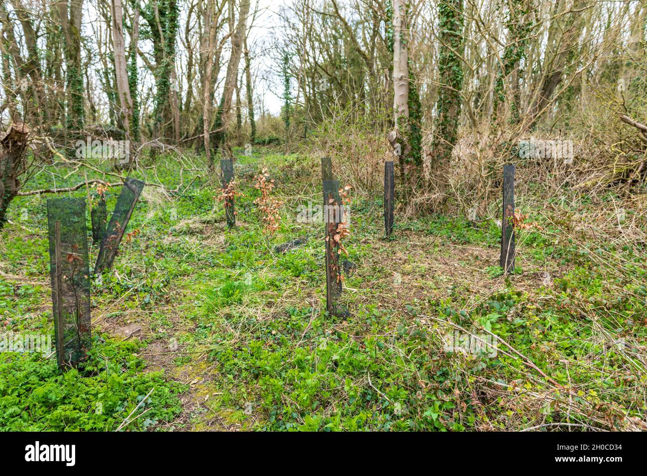 Planting of beech trees after a sanitary cut of ash trees affected by chalarosis, Audinghen, Pas de Calais, France Stock Photo