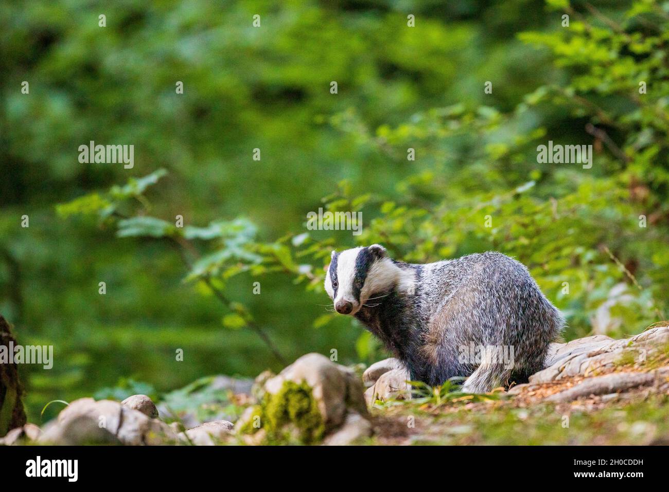 Eurasian badger (Meles meles) in forest, Slovenia Stock Photo
