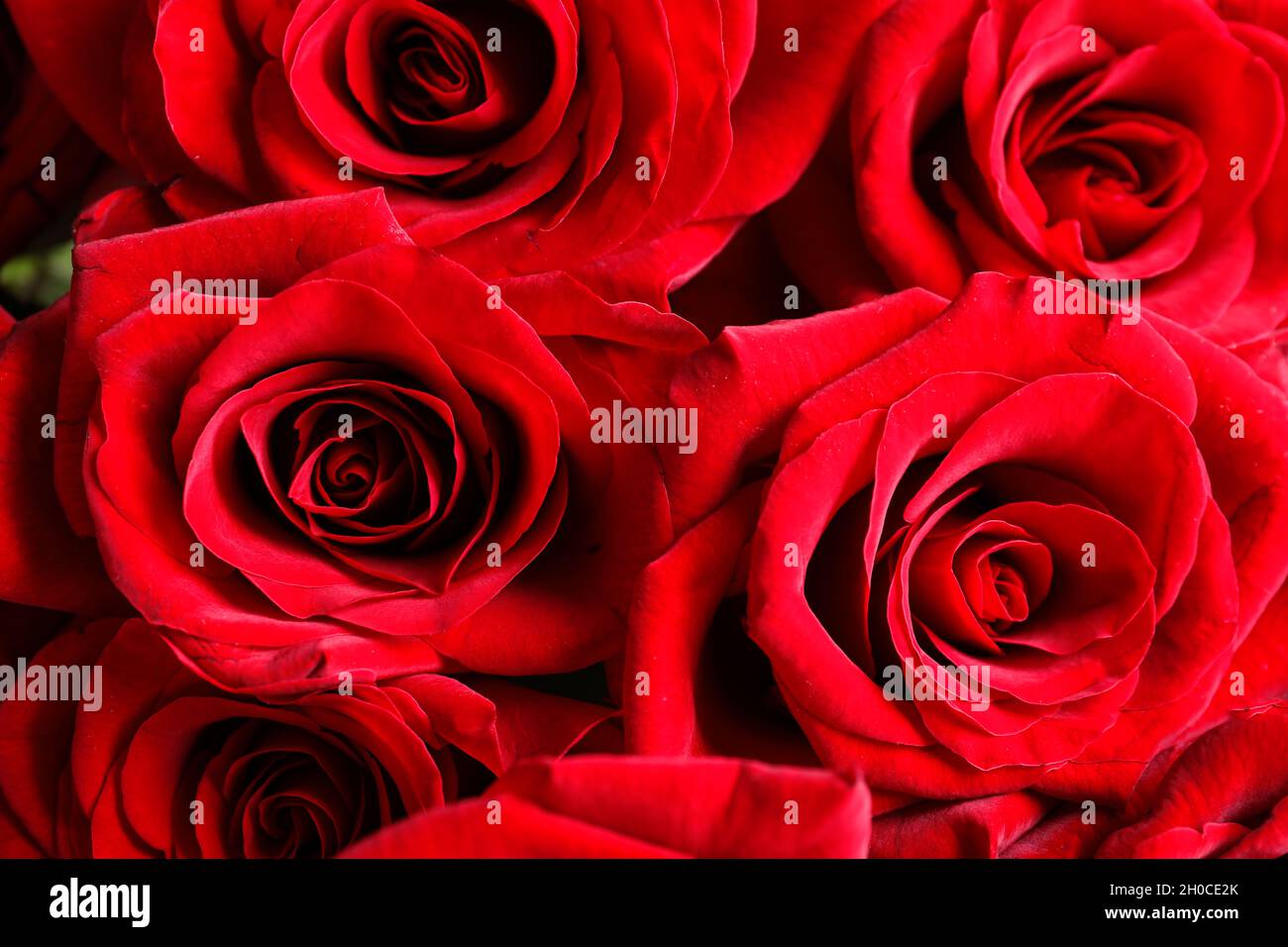 Beautiful Red Rose Flowers As Background Closeup Stock Photo Alamy
