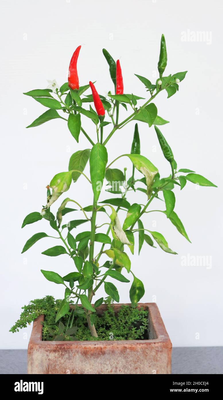 Chili plant with red and green peppers and flowers on the plant Stock