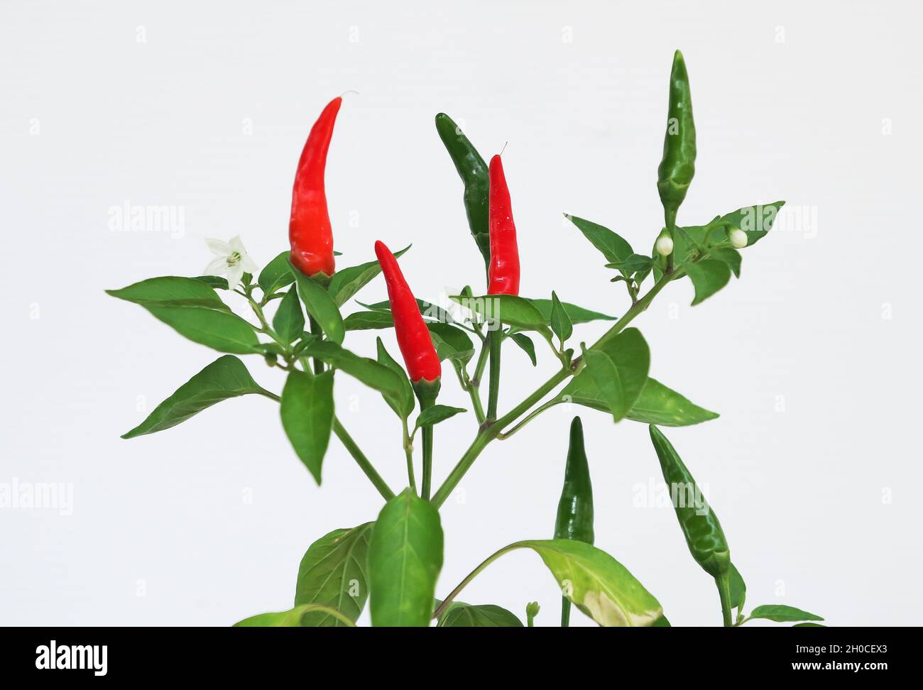 Chili plant with red and green peppers and flowers on the plant Stock