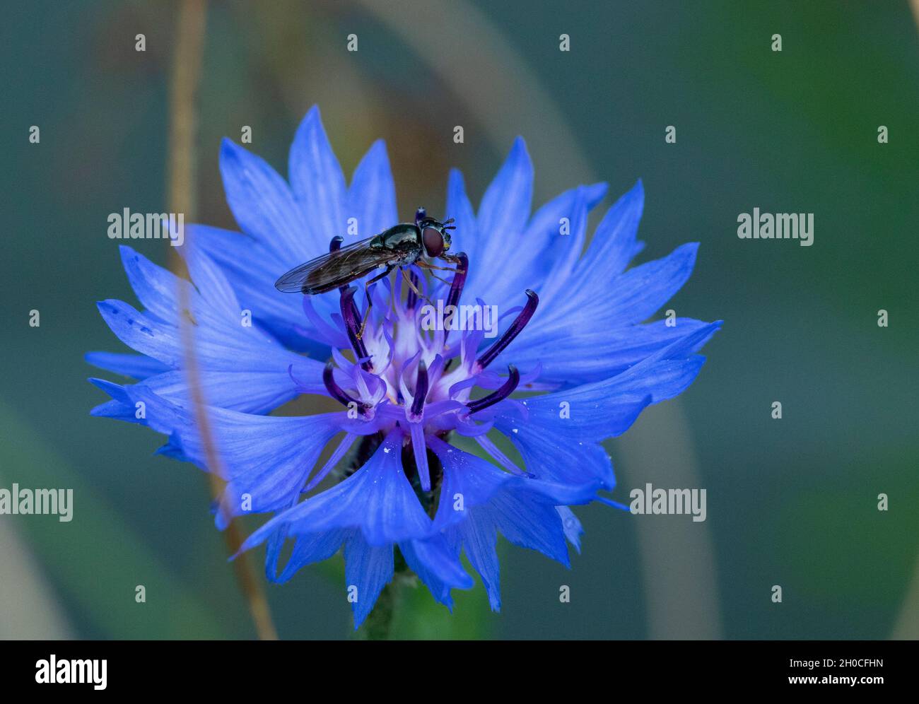 Platycheirus albimanus hoverfly on cornflower Stock Photo
