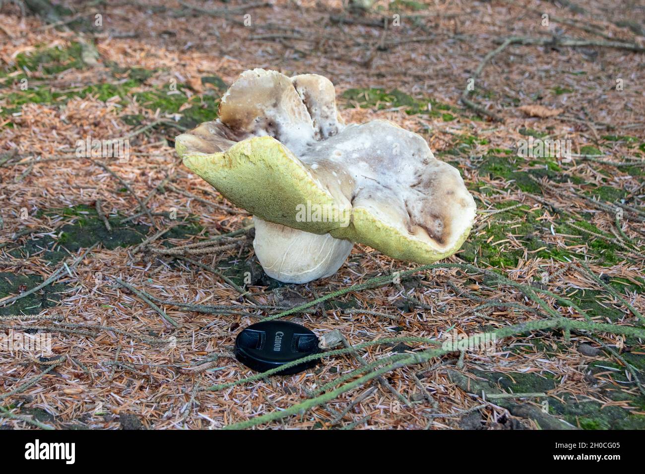 Large fungi in conifer plantation Stock Photo