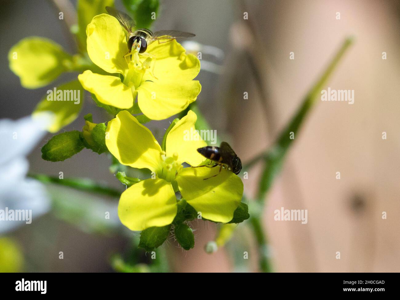 Hoverflies on yellow flower Stock Photo