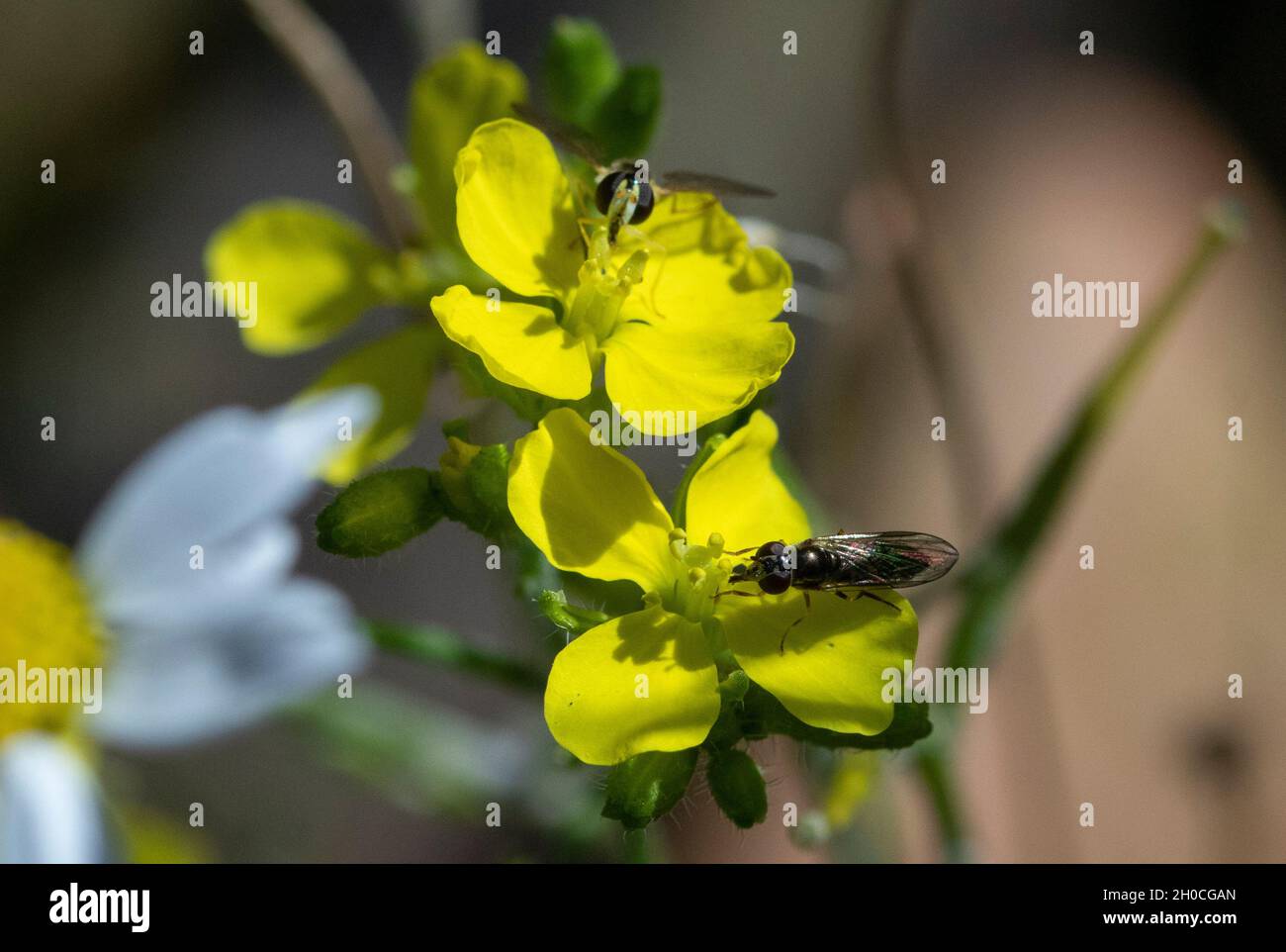 Hoverflies on yellow flower Stock Photo