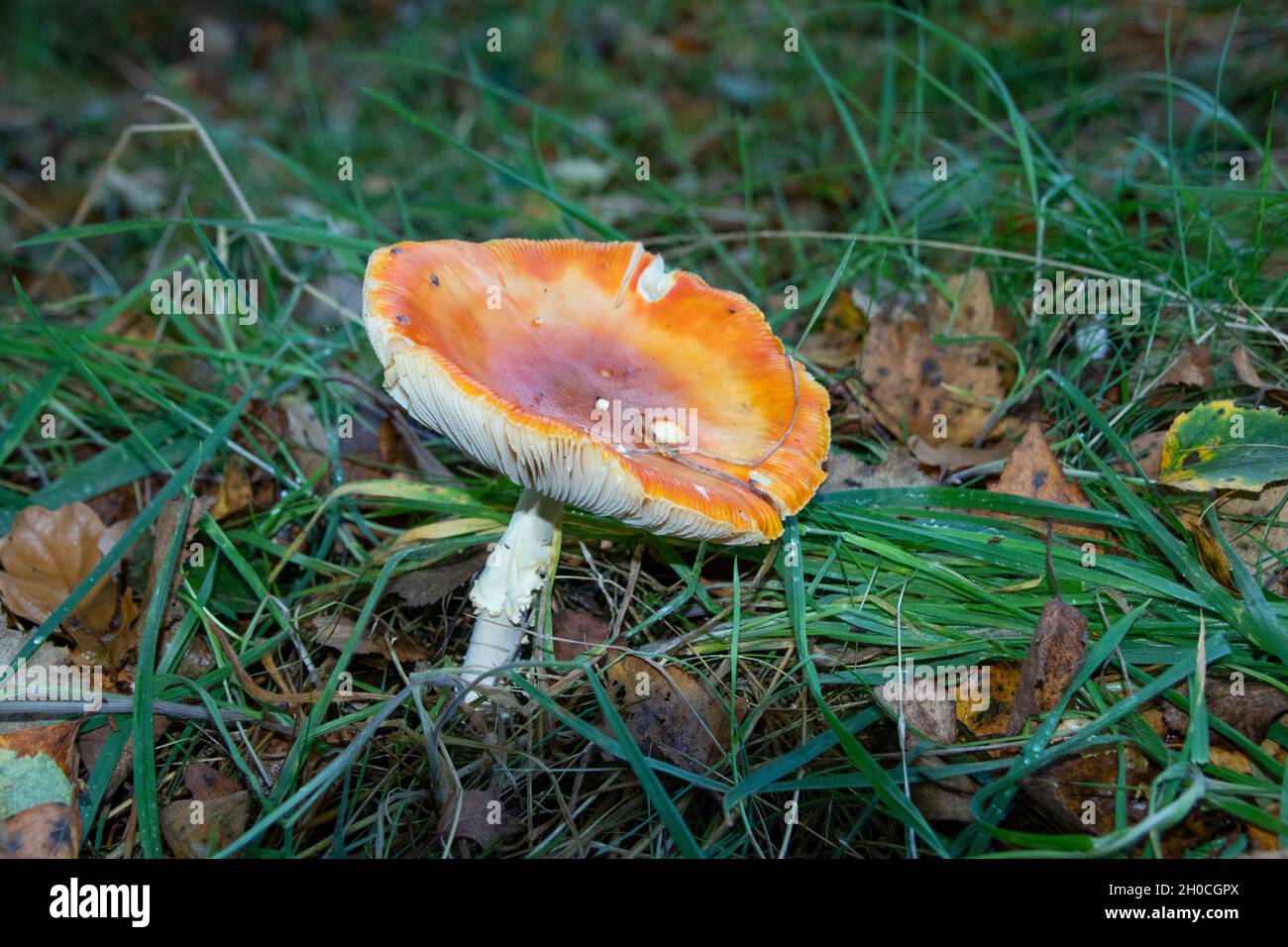 Orange fungi in grass Stock Photo Alamy