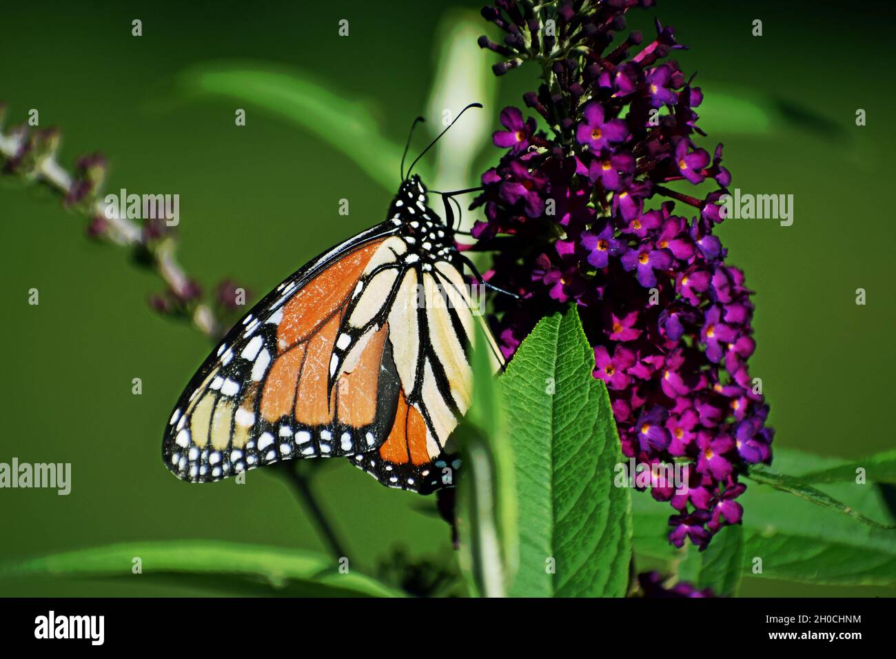 Monarch butterfly Danaus plexippus feeding on a Butterfly Bush Buddleja ...
