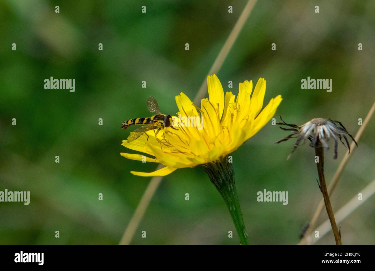 Sphaerophoria hover fly on hawkbit flower Stock Photo