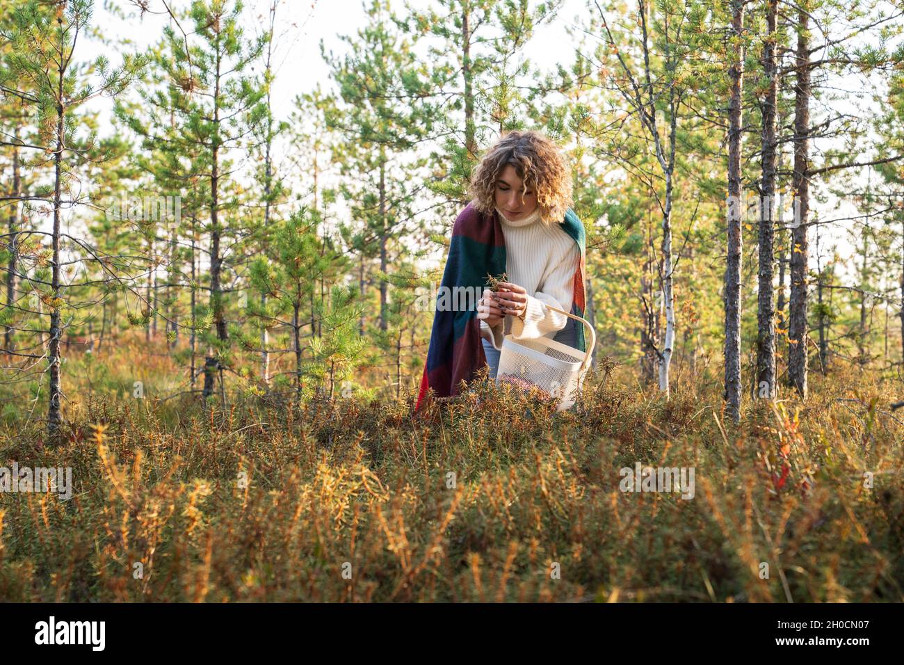 Young woman picking berries on autumn swamp holding branch of wild poisonous rosemary. Autumn season Stock Photo