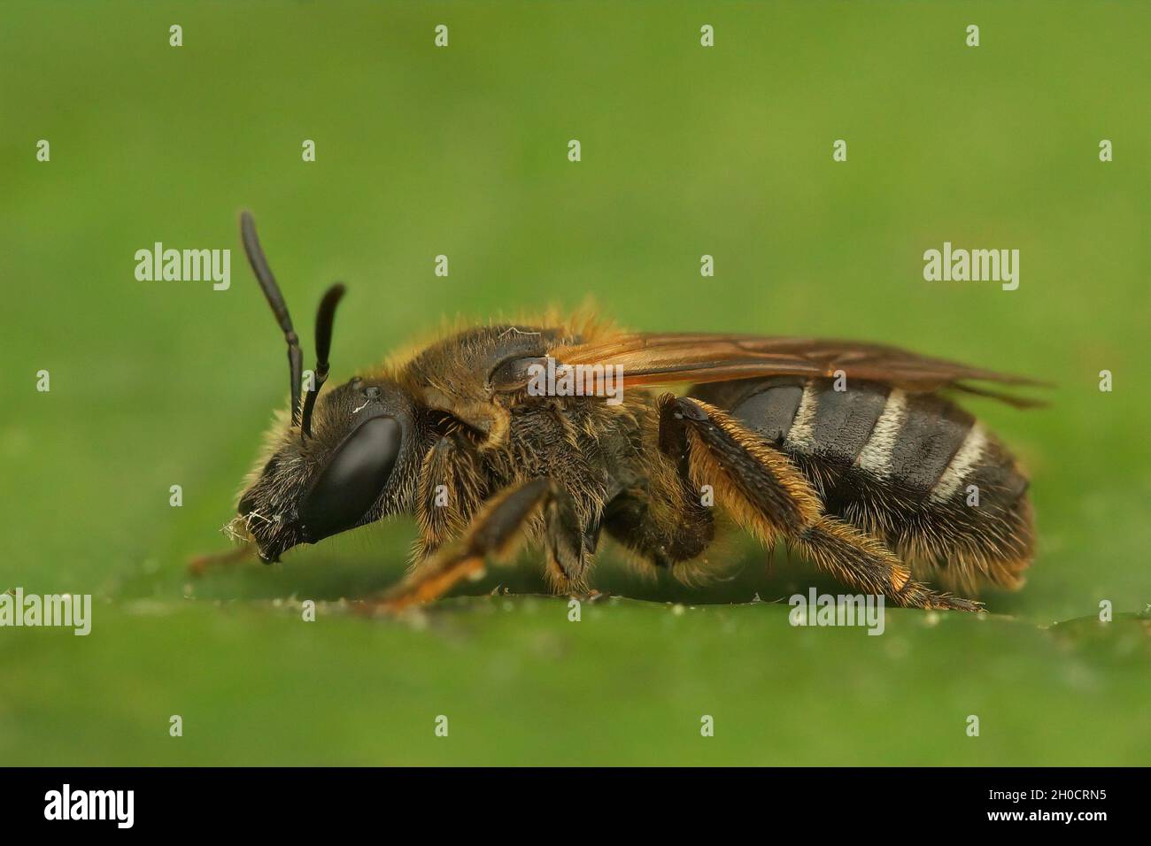 Bull headed hi-res stock photography and images - Alamy