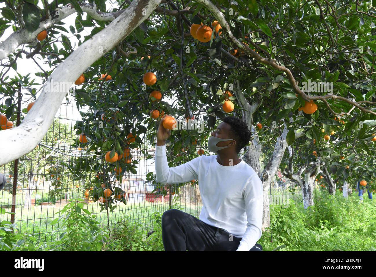Gunner's Mate Seaman Marcel Baines examines an orange he picked from an orange tree during a community relations event in Chania, Crete on January 26, 2021. Stock Photo