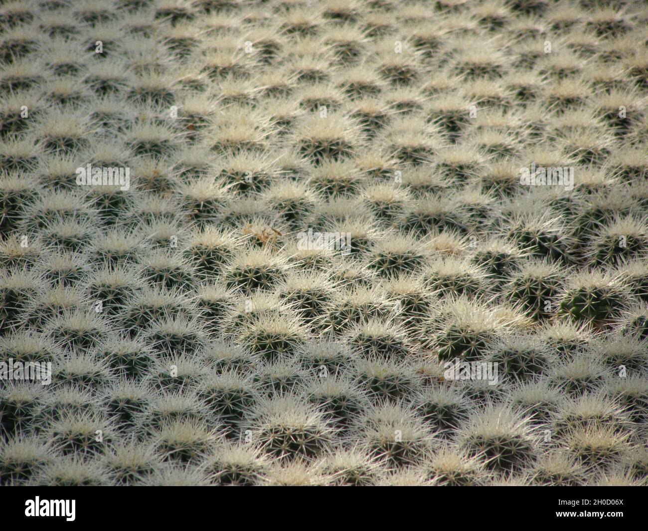 overview photo of growing cacti in a greenhouse Stock Photo