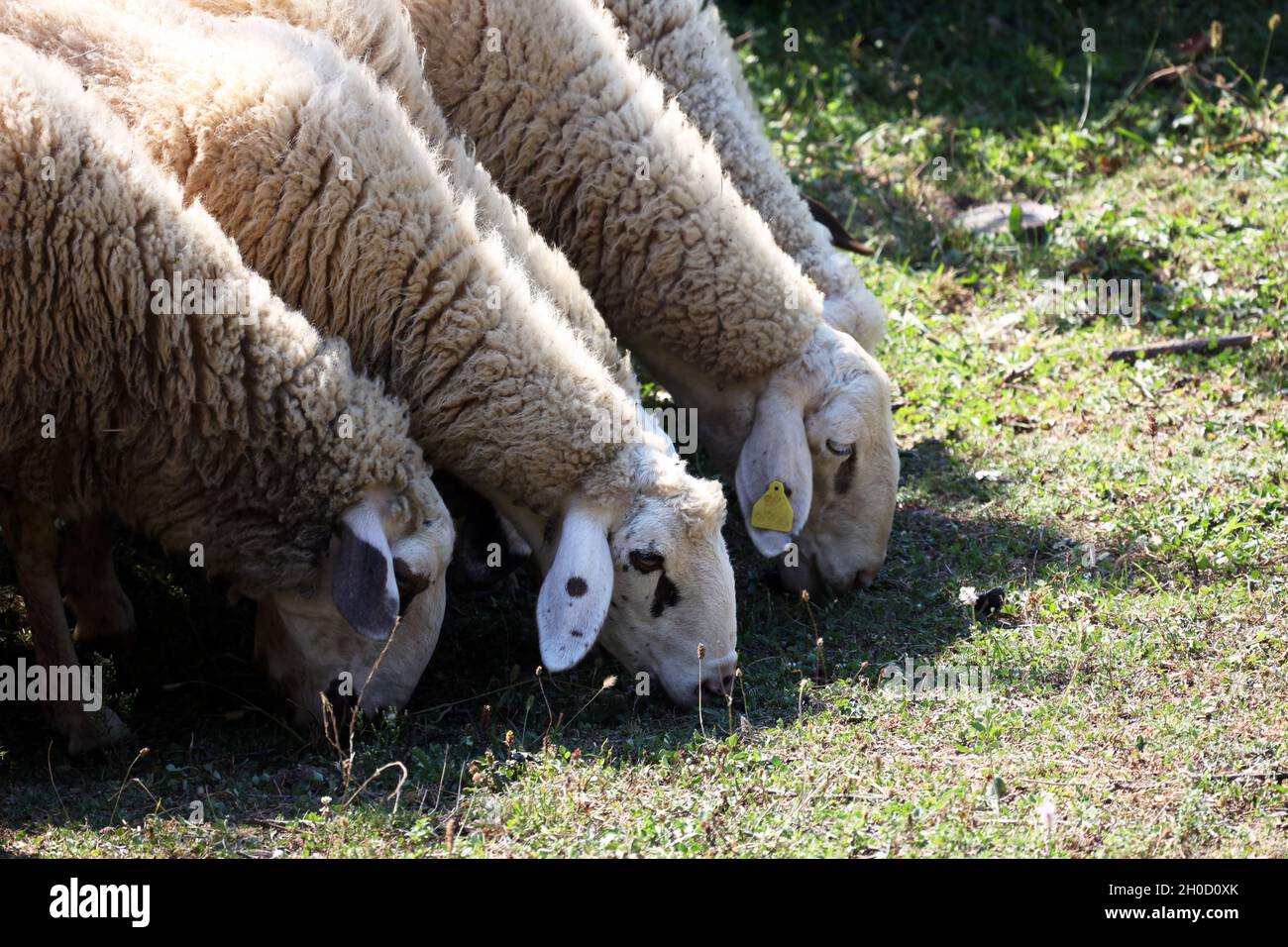 Flock of sheep grazing on the grassy pasture in the countryside Stock ...