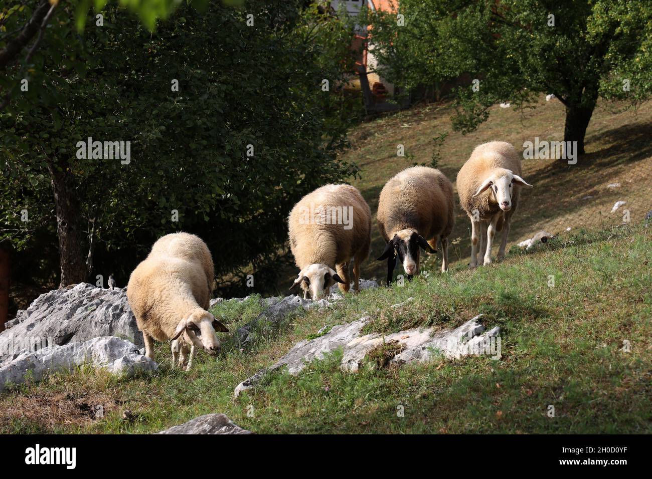 Flock of sheep grazing on the grassy pasture in the countryside Stock ...