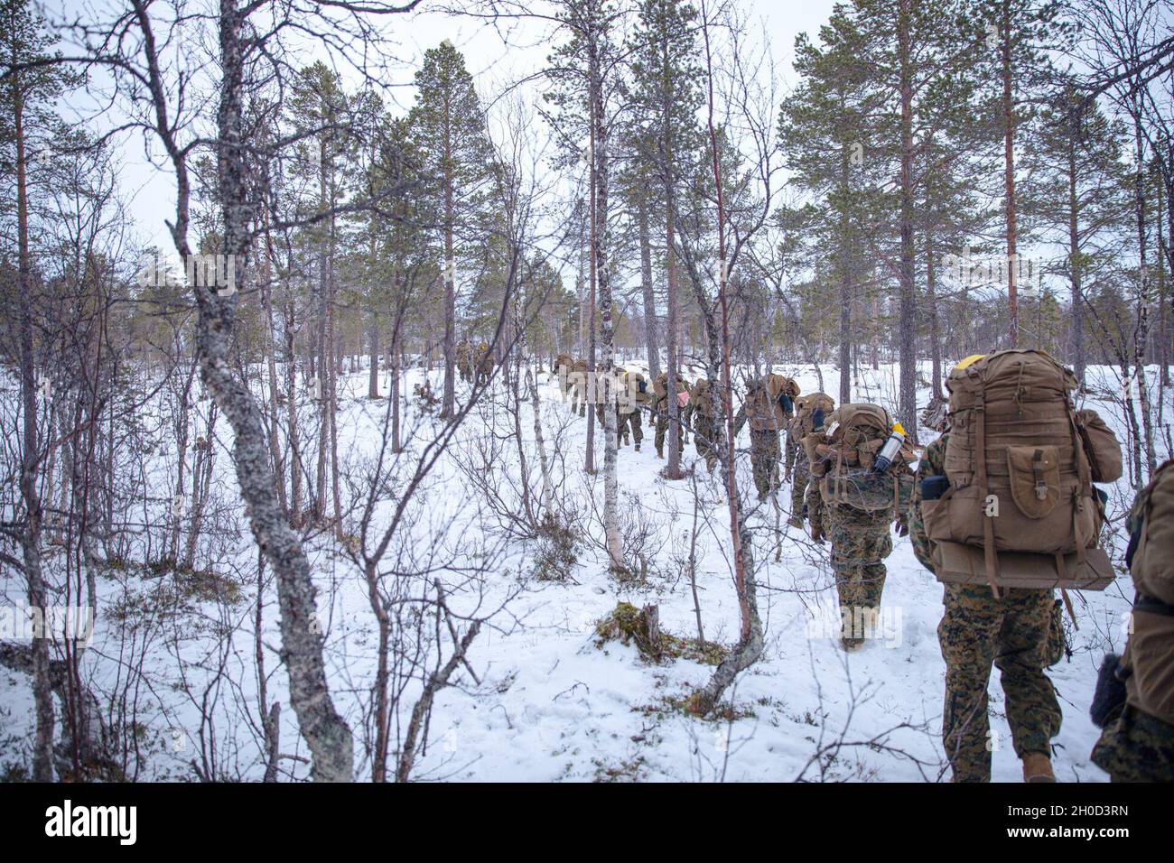 Marines with the 26th Marine Expeditionary Unit navigate through snow-covered woods during cold weather training led by Norwegian Army instructors, at Setermoen, Norway, Jan. 28, 2021. The training focused on familiarization of survival methods in extreme cold weather conditions. The training also enhances interoperability with allies and partners around the world. Stock Photo