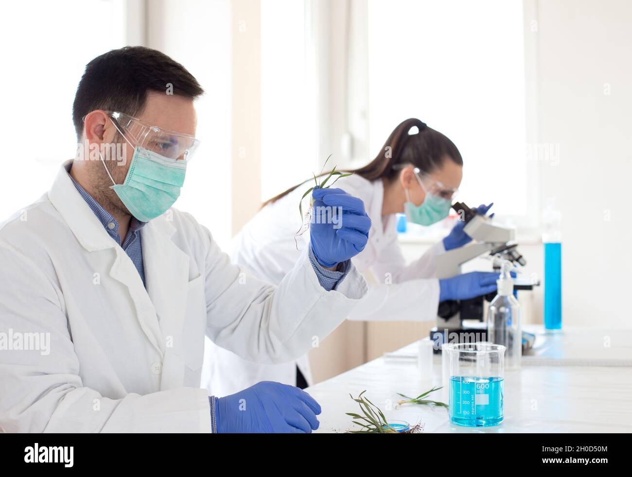 Two biologists analyzing seedlings hi-res stock photography and images ...