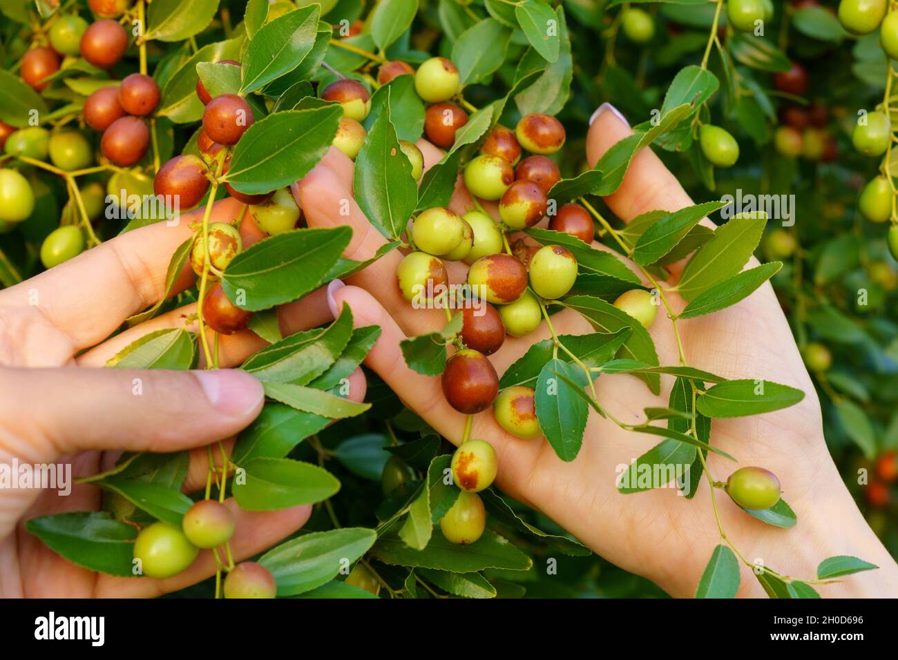 Chinese date on a background of green leaves. Nature concept. Ripening ...