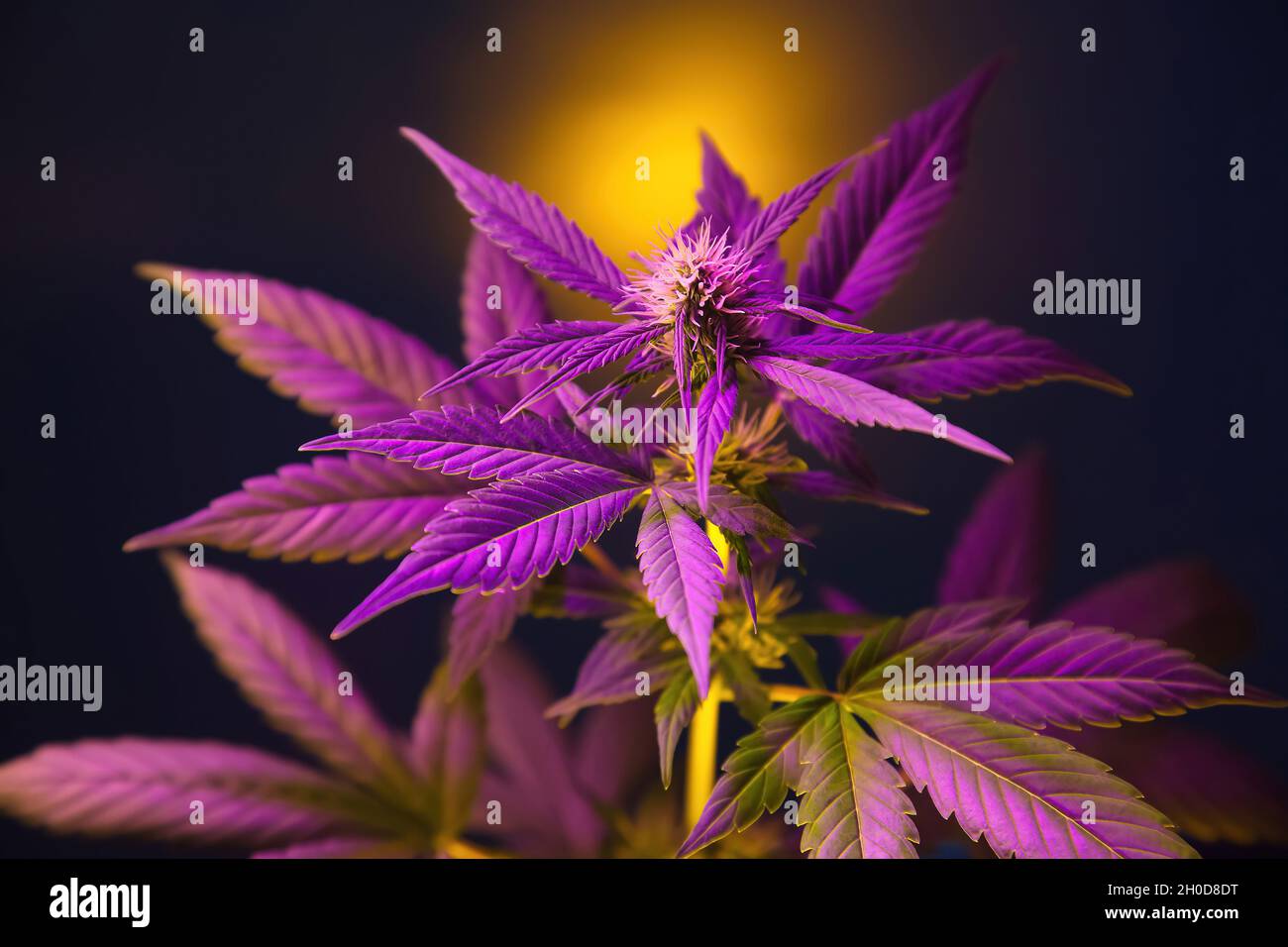 Cannabis plant with purple pink leaves isolated on a black background with sun glare. Flowering marijuana with vibrant foliage and bud flower. New aes Stock Photo