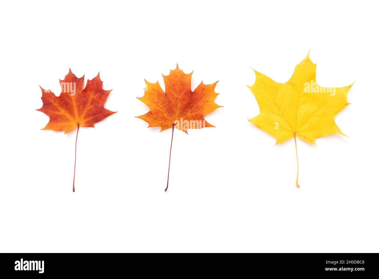 Set of three maple leaves. Red, orange, yellow maple leaves isolated on white, autumn seasonal picture, top view Stock Photo